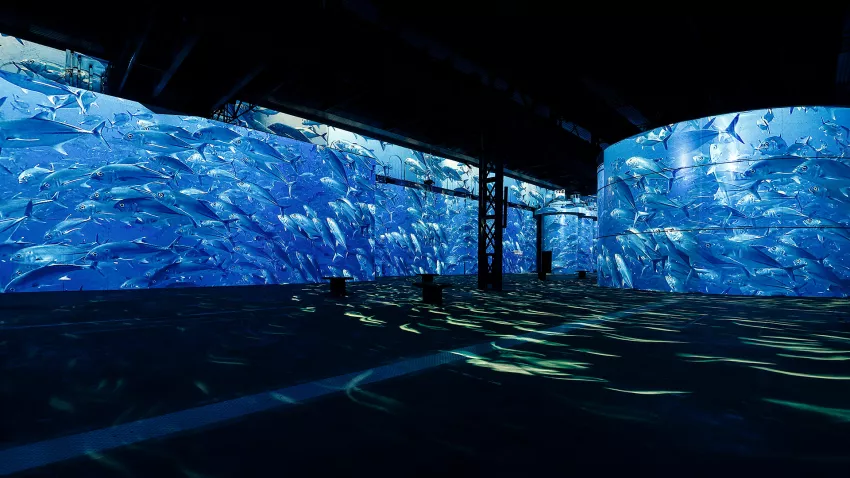 fishes