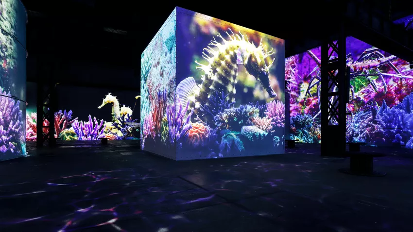coral
